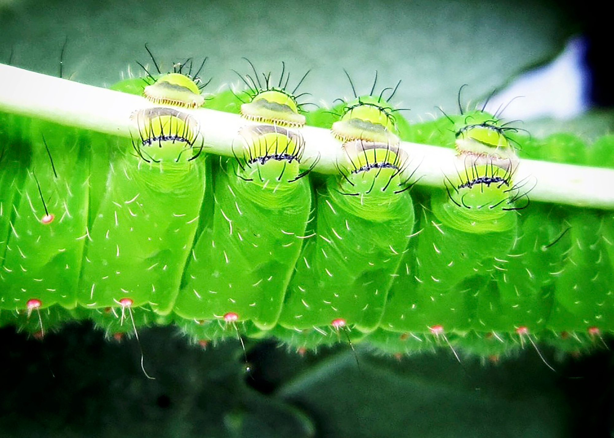 Caterpillar feet

